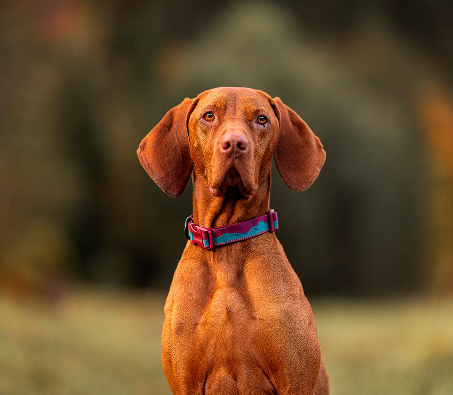 Vizla con collar Non-stop dogwear