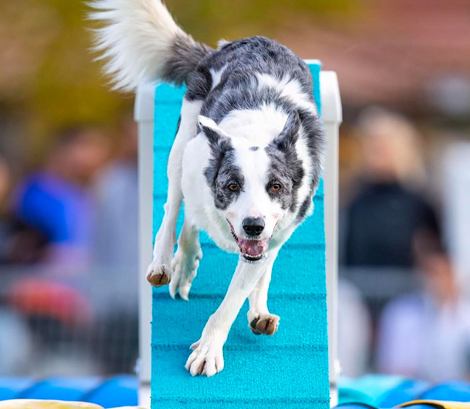 Border collie haciendo agility
