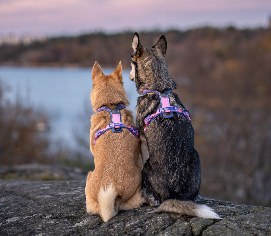 Dos perros mirando al horizonte en el atardecer con arneses rosas