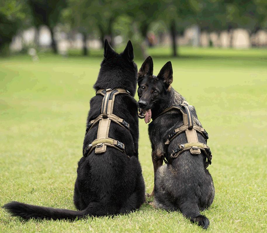 Dos perros de trabajo con arneses non-stop dogwear