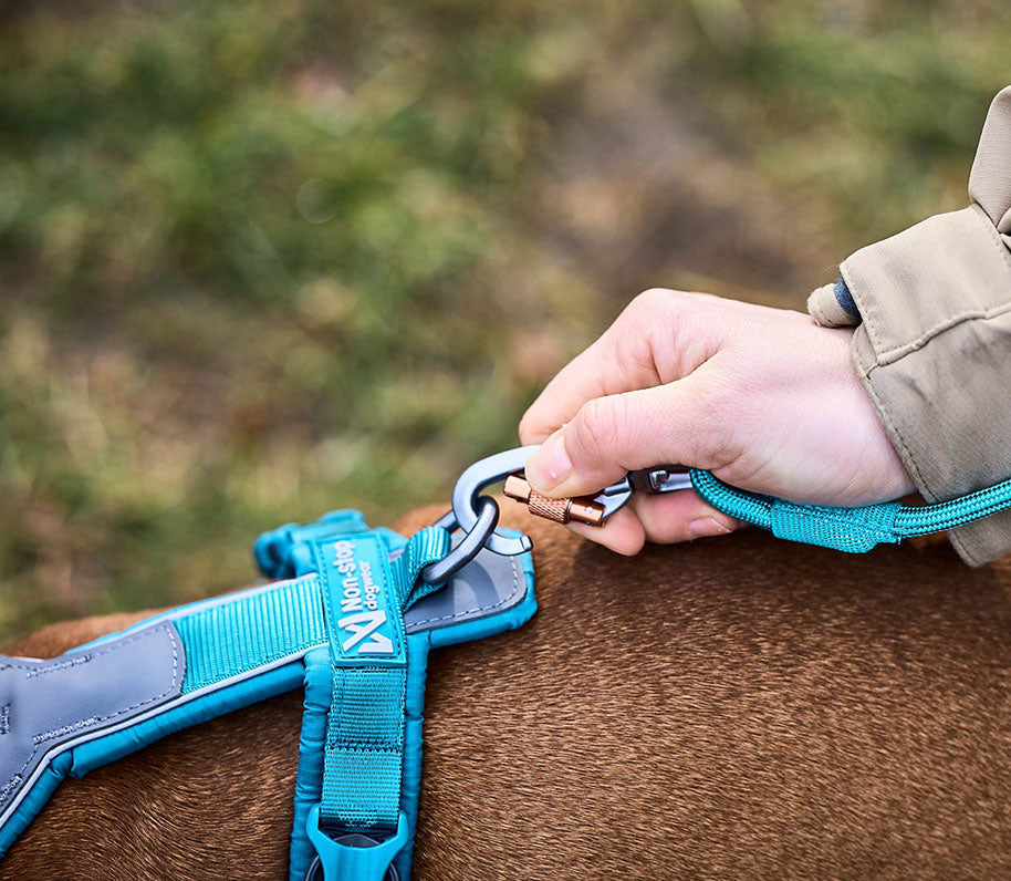 Correa Non-stop dogwear turquesa