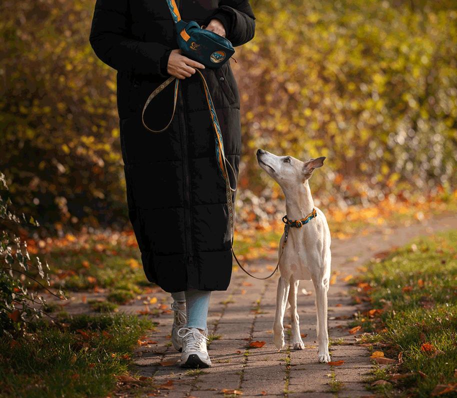 Mujer paseando a un perro tipo galgo en otoño