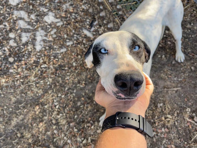 Mejor Perro para Correr: Descubre la Raza Perfecta para tus Carreras