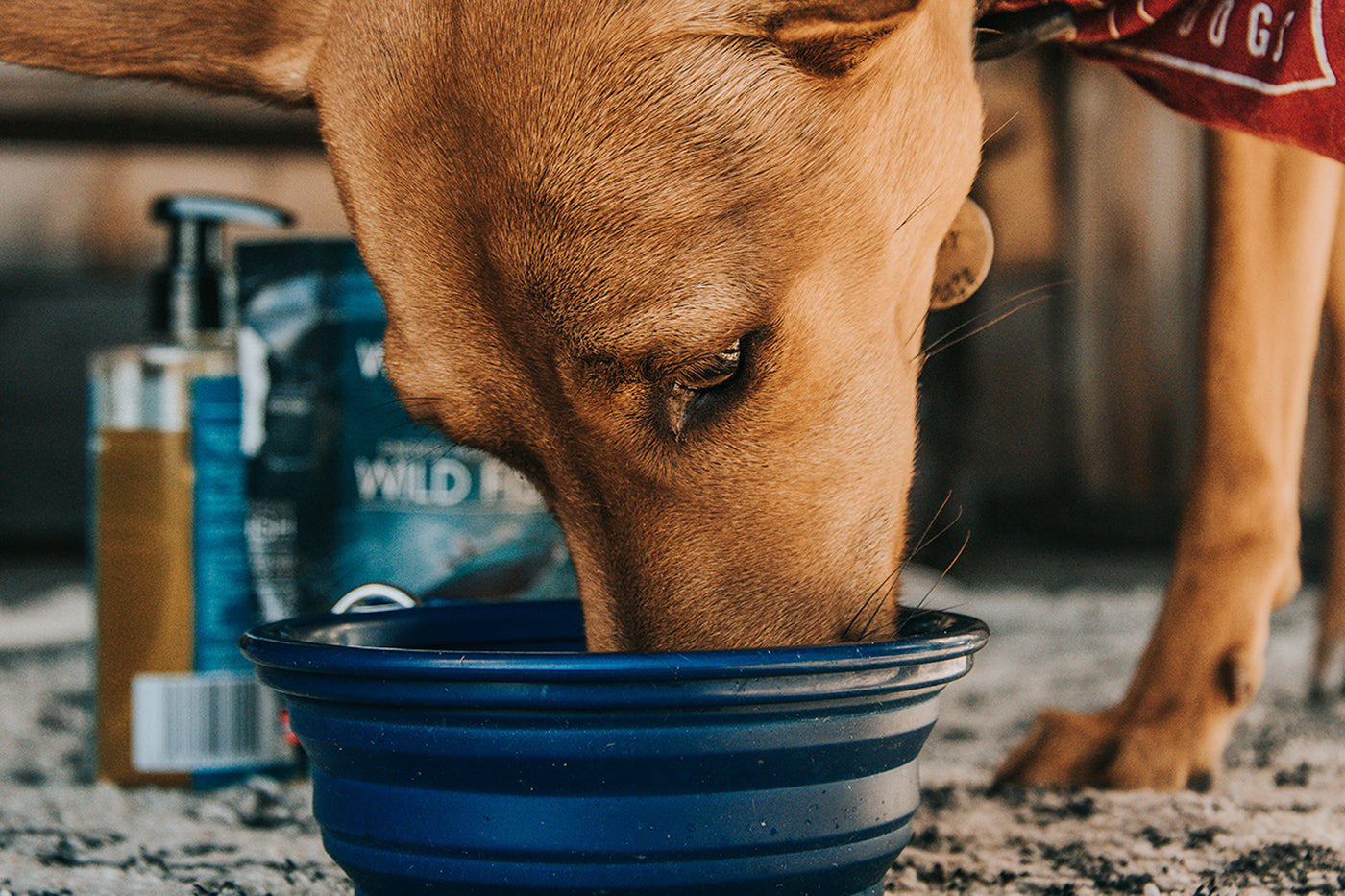 ¿Cuándo es recomendable dar suplementos a tu perro?