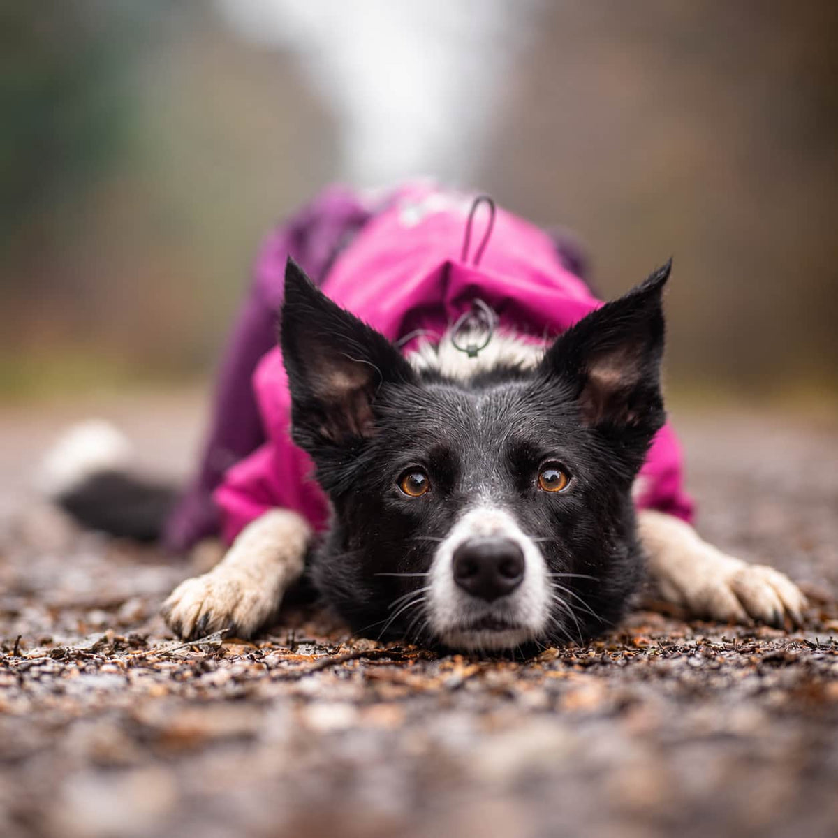 Outlet para perros con material deportivo y accesorios en oferta - Lenanimal