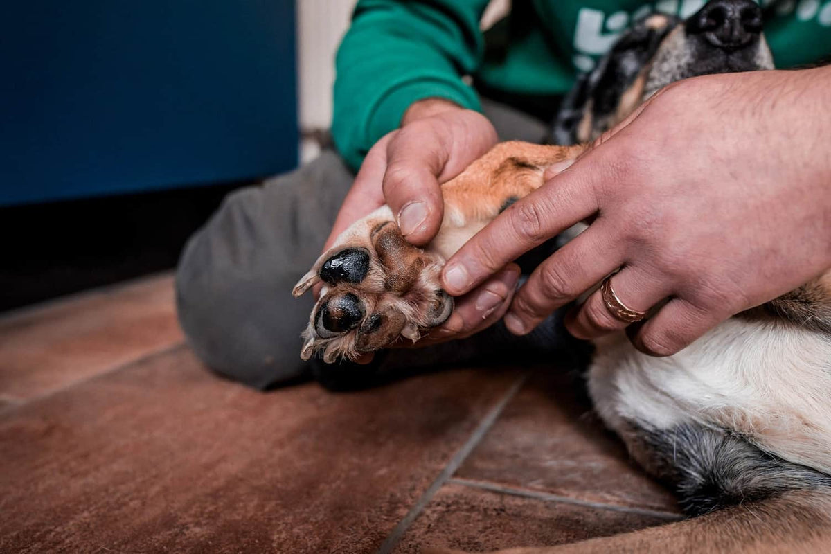 Productos de Cuidado para Perros | Lenanimal