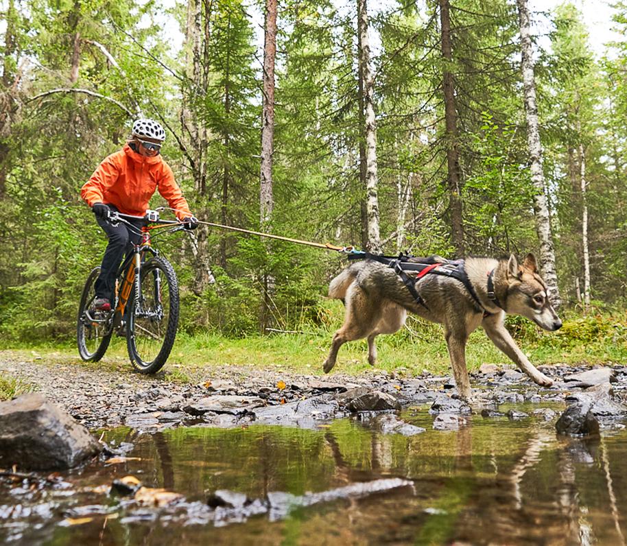 Bikejoring con husky siberiano