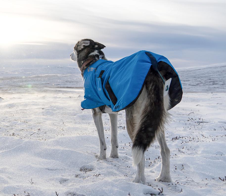 Perro nórdico con abrigo en la nieve.