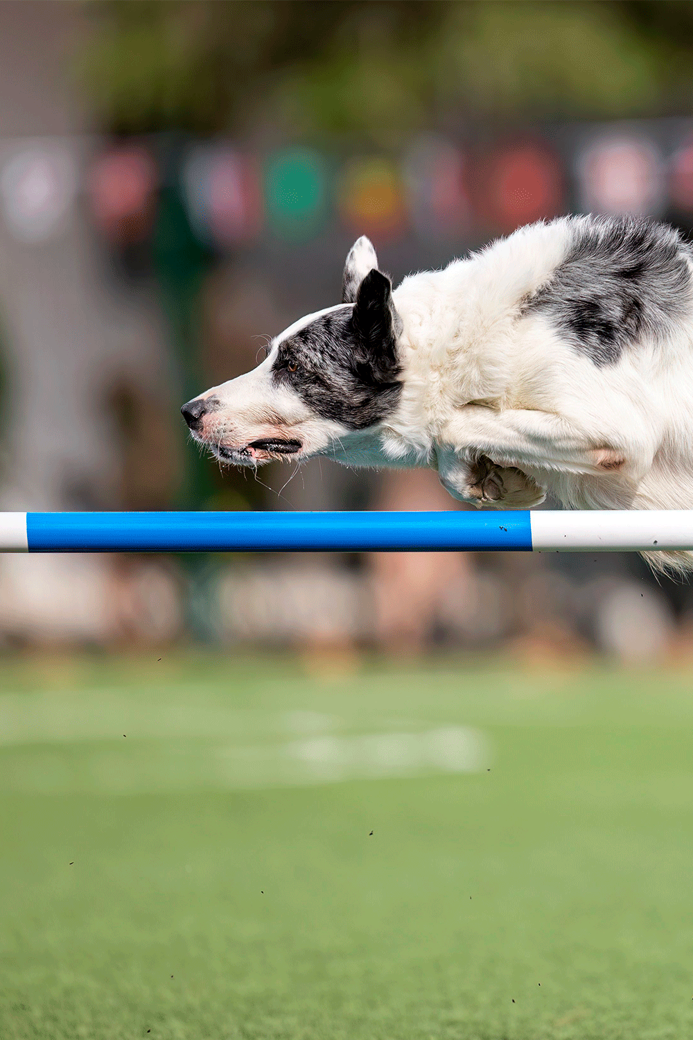 Border collie haciendo agility