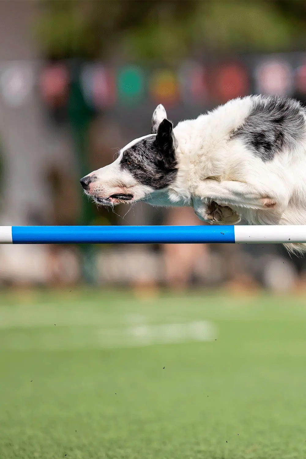 Perro practicando agility en un circuito de obstáculos