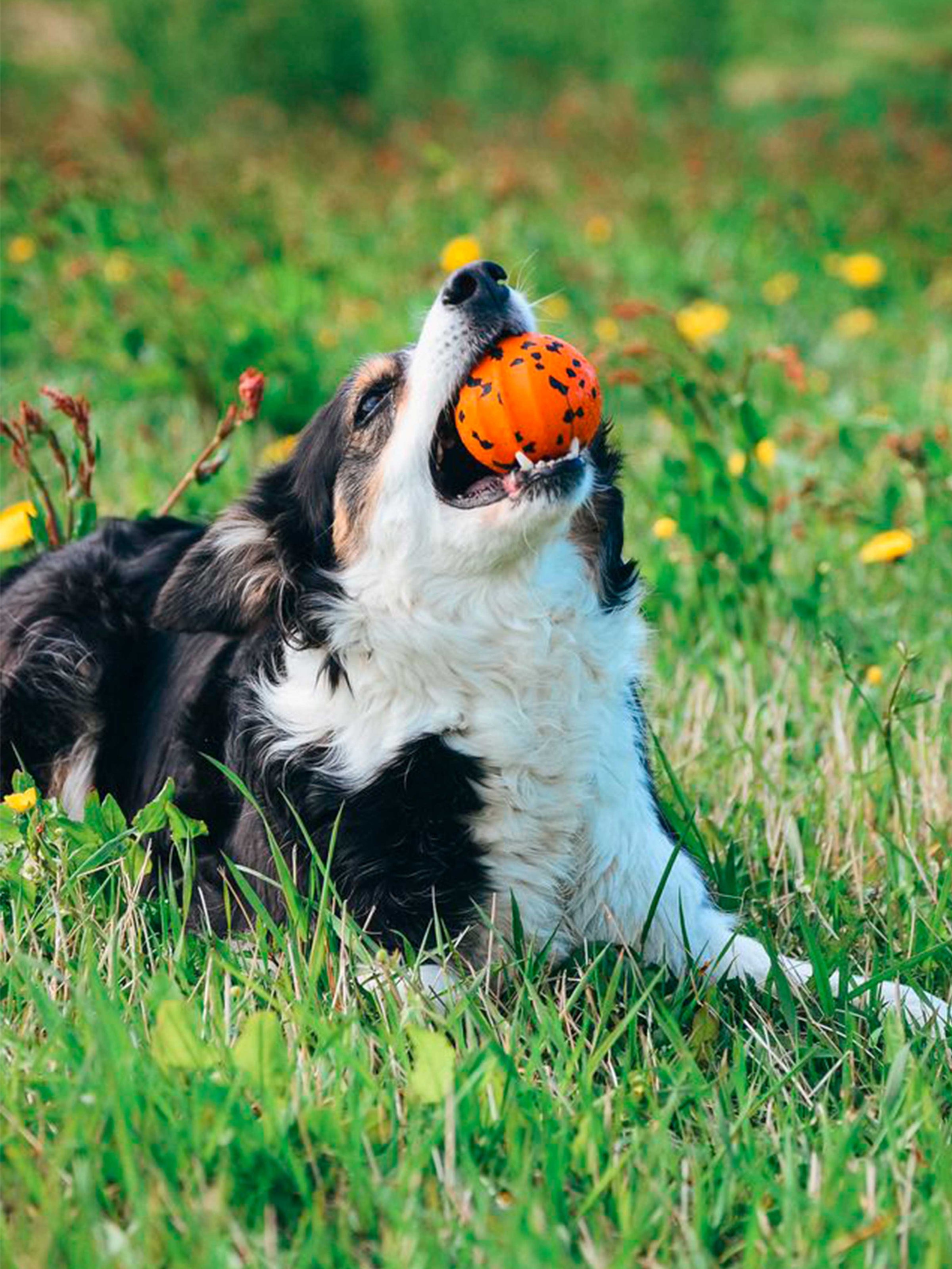 Perro jugando con pelota resistente naranja Non-stop dogwear en el campo, juguete para perros activo