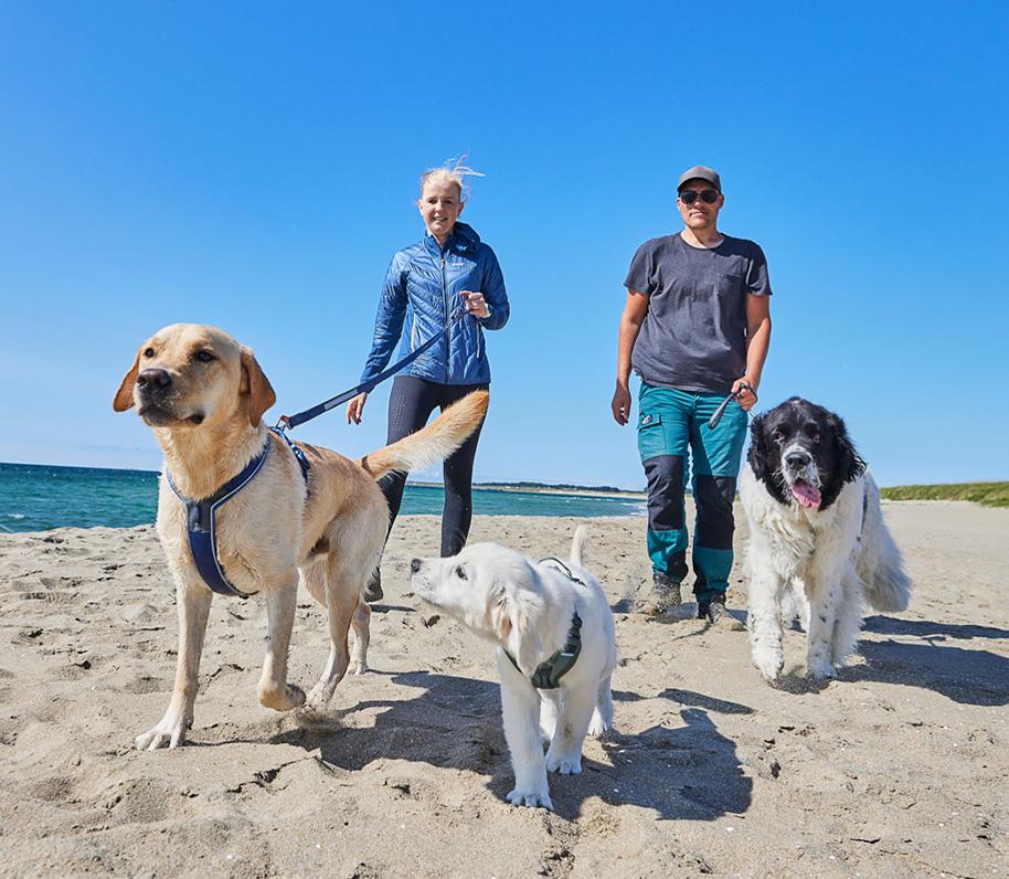 Perros paseando por la playa.