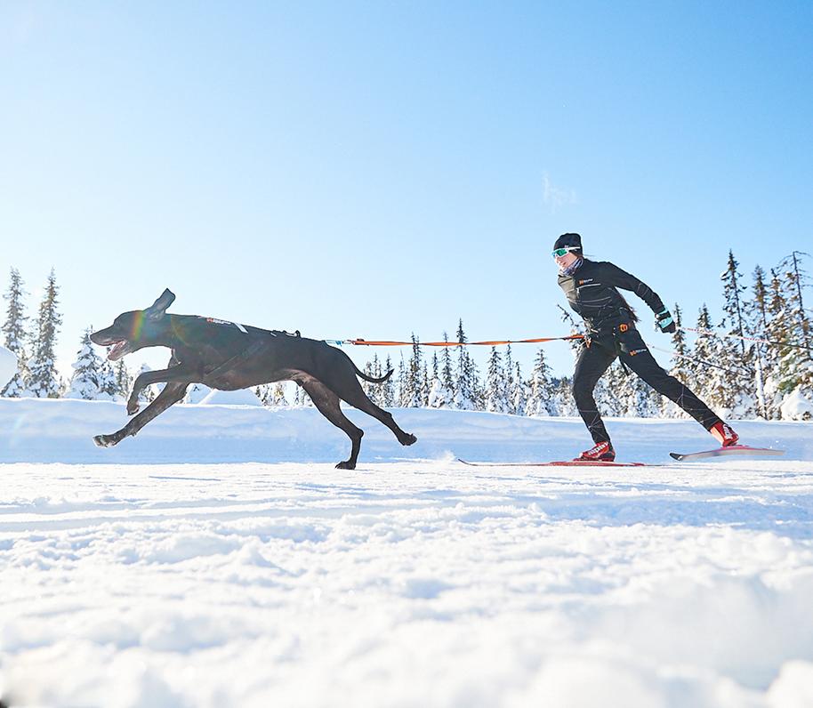 Skijoring con un perro