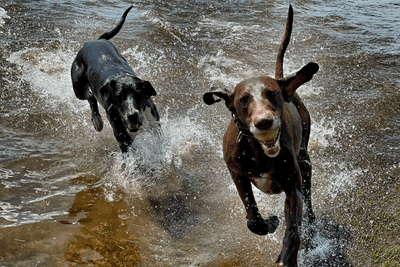Dos perros jugando en el agua