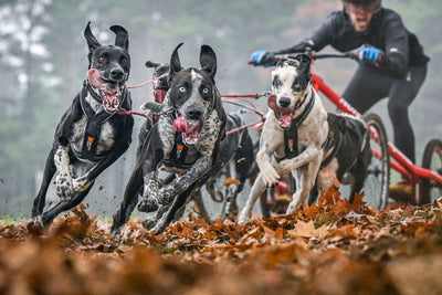 Perros practicando mushing en tierra sobre hojas de otoño en el suelo