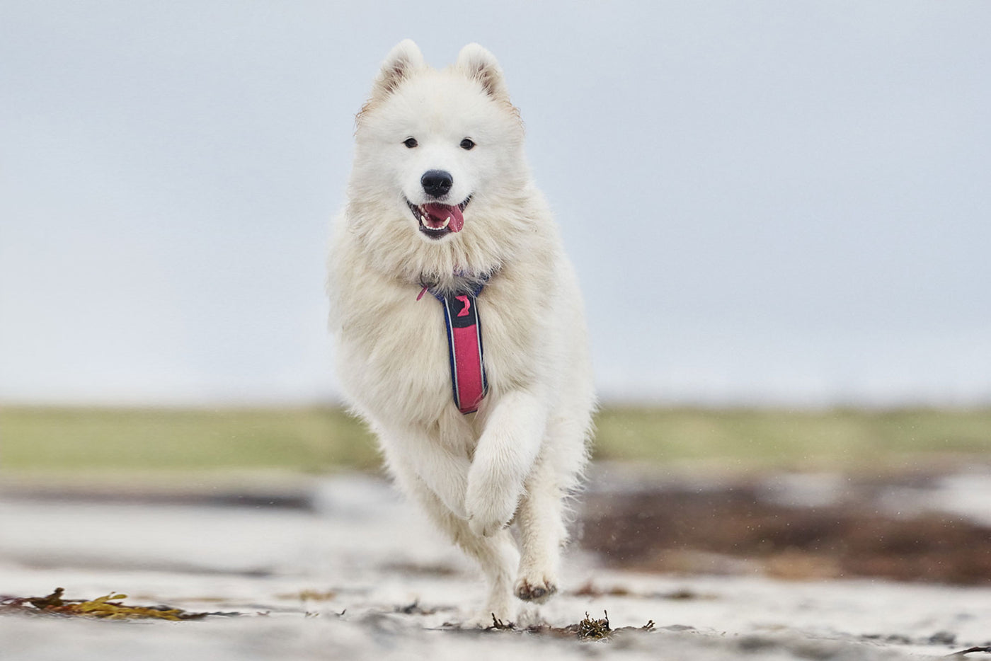 Line harness 5.0 Rachel Pohl samoyedo