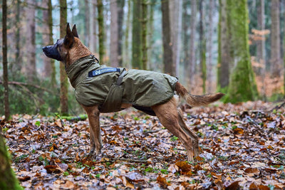 Perro de raza Malinois con abrigo verde oliva Non-stop dogwear