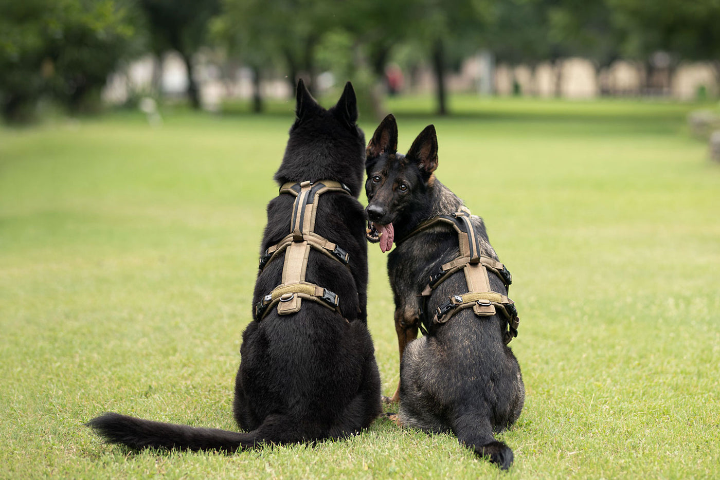 Non-stop dogwear Line harness long WD pastor alemán y malinois