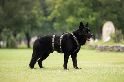 Non-stop dogwear Line harness long WD pastor alemán negro