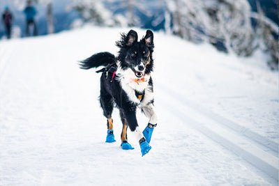 Non-stop dogwear Long distance Botas mushing de neve