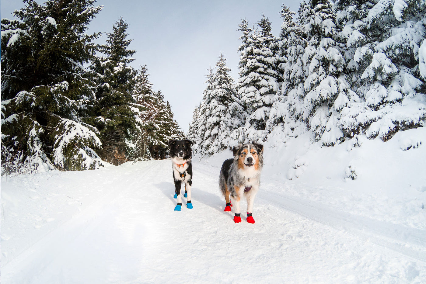 Dos perros en la nieve usando botines