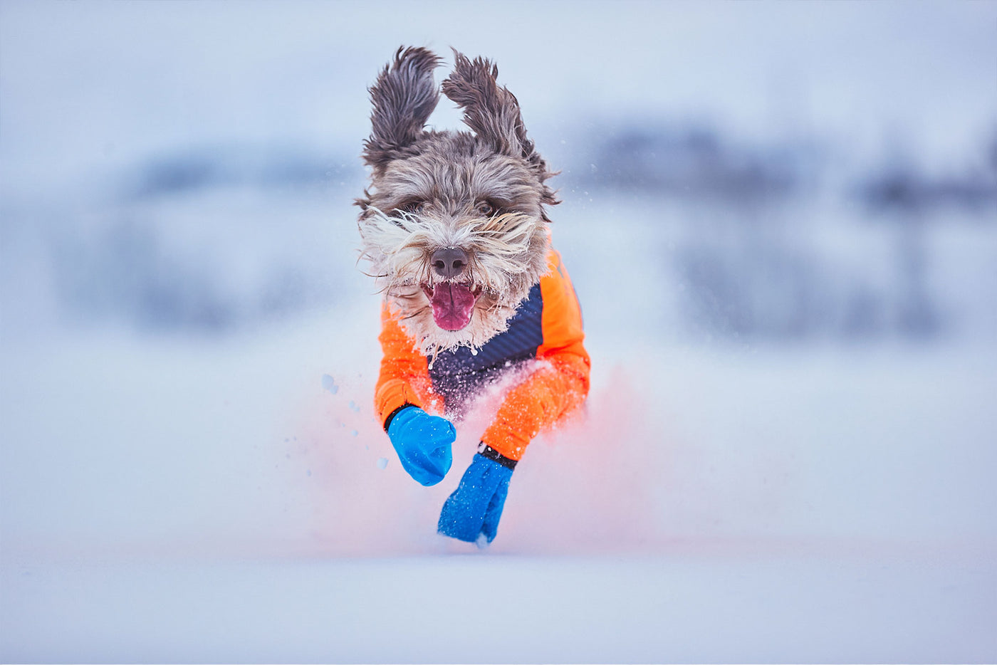 Perro corriendo en la nieve con botines