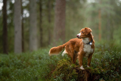 Orbiloc dog dual dark luz led perro en el bosque