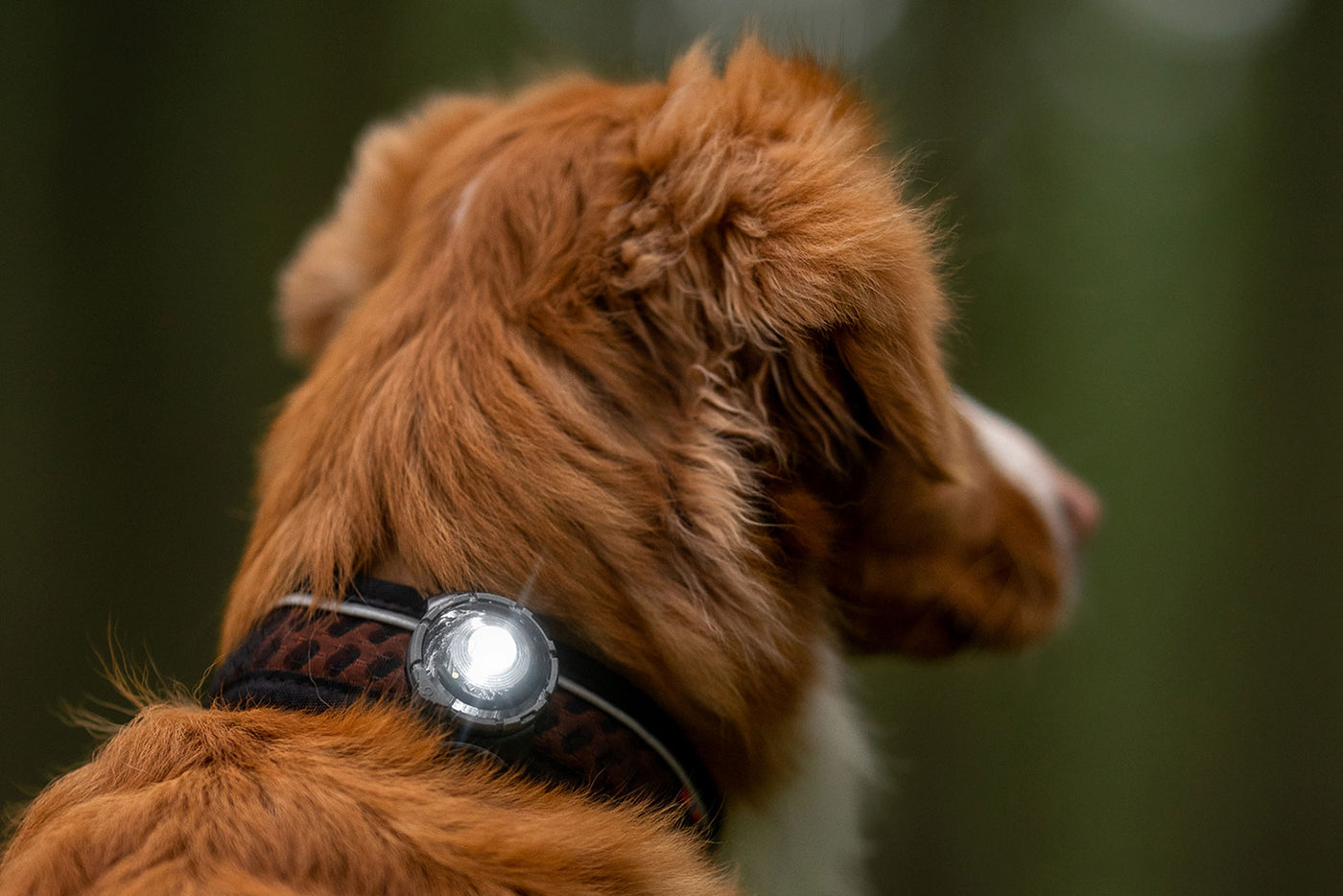 Orbiloc dog dual dark luz led rock collar non-stop dogwear