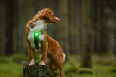 Lud LED para perros Orbiloc Verde perro sobre arbol cortado