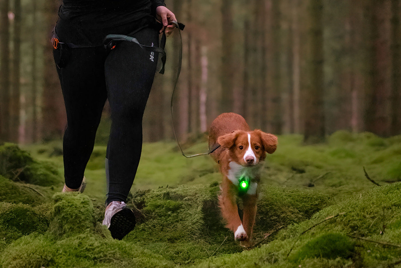 Lud LED para perros Orbiloc Verde perro corriendo