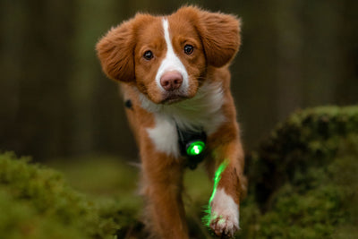 Lud LED para perros Orbiloc Verde perro corriendo