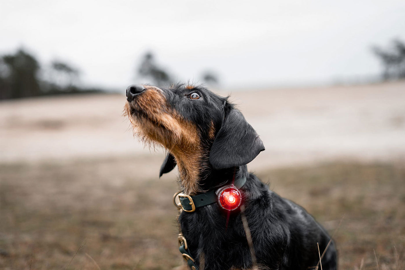 Perro pequeño utilizando orbiloc rojo