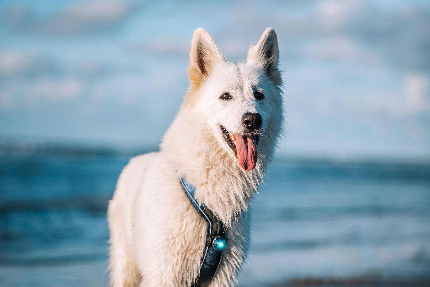 Orbiloc dog dual Turquoise Luz Led para perros pastor suizo sonriendo