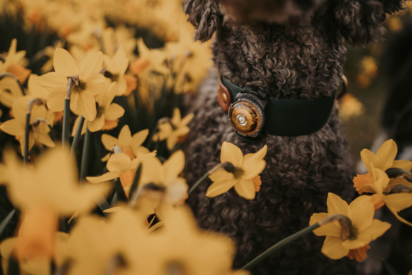 Luz LED para perros amarilla orbiloc y flores