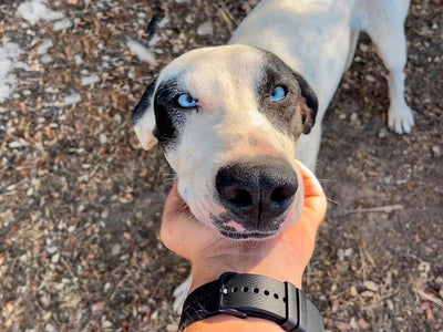 Mejor Perro para Correr