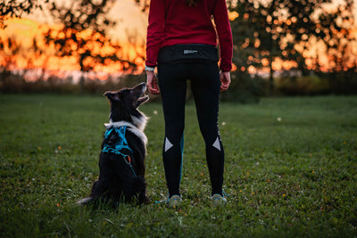 Cinturón canicross Rush belt Non-stop dogwear negro y turquesa canicross al atardecer con un border collie