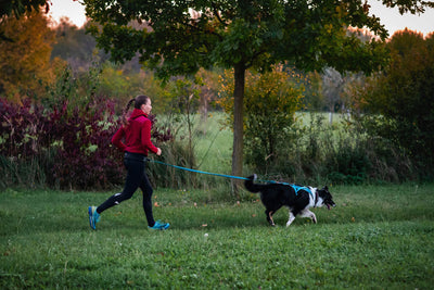 Cinturón canicross Rush belt Non-stop dogwear negro y turquesa canicross border collie