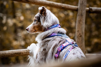 Trail quest collar Rachel Pohl cachorro