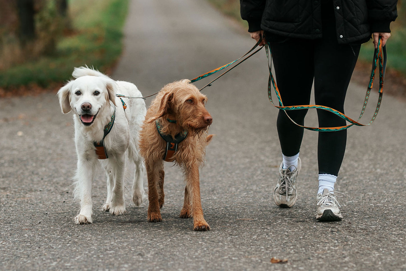 Trail quest leash Rachel Pohl paseo en la ciudad con dos perros