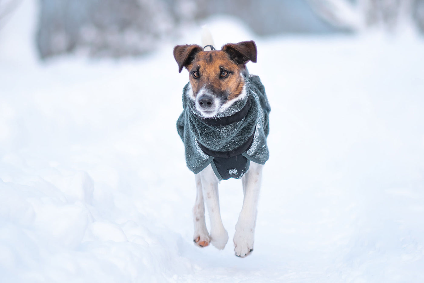 Perro en la nieve con abrigo de lana