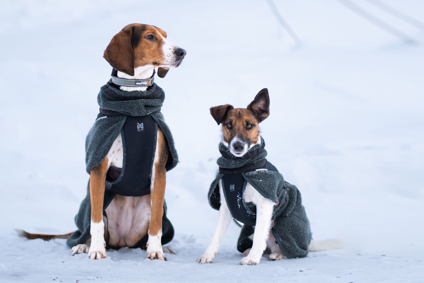 Perros en la nieve con abrigo de lana