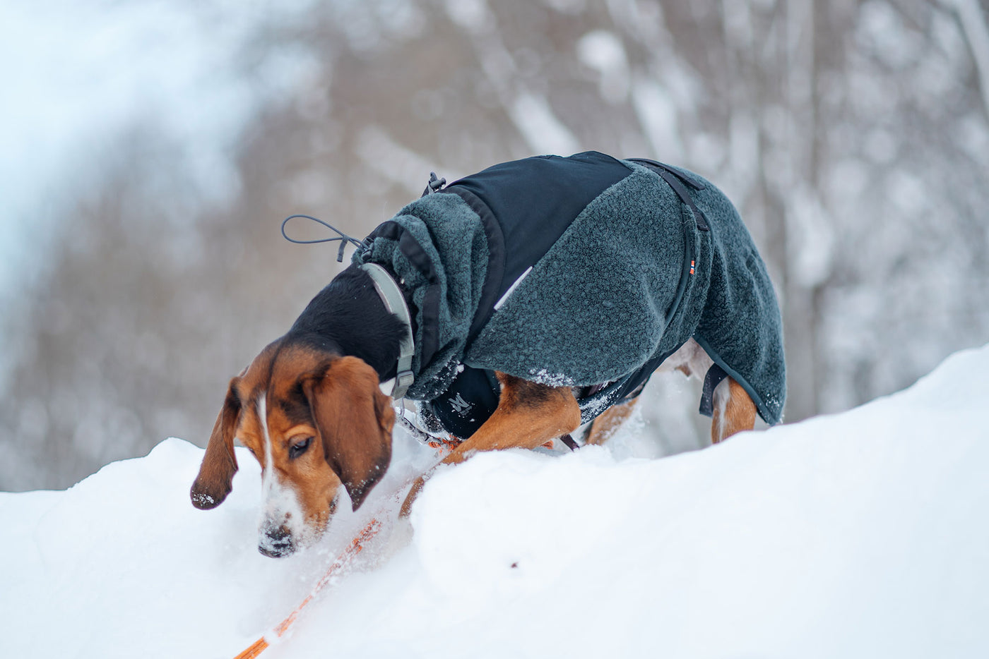 Perro disfrutando de la nieve con abrigo de lana