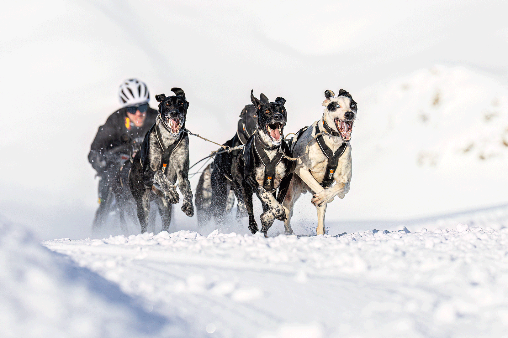 Equipo de seis perros de trineo corriendo con intensidad sobre un camino nevado, tirando de un musher en trineo al fondo, mientras la nieve salta bajo sus patas en un paisaje blanco invernal.