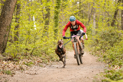 Bikejoring con un perro de raza greyster
