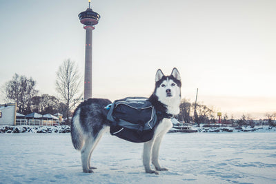 Husky usando las alforjas para perros Amundsen pack de Non-stop dogwear 