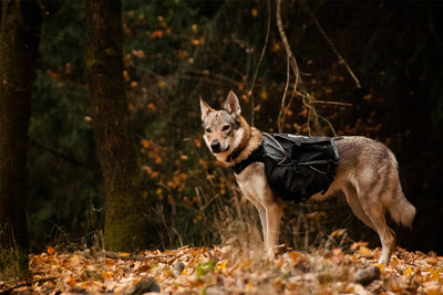Perro lobo checo usando las alforjas para perros Amundsen pack Non-stop dogwear