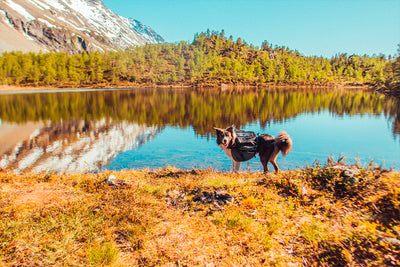 Border collie en un lago usando las alforjas para perros Amundsen pack Non-stop dogwear 