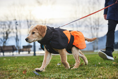 Glacier jacket 2.0 Non-stop dogwear naranja cachorro
