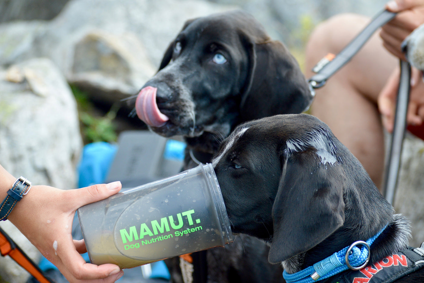 Dos perros bebiendo de un bote mezclador Mamut dog nutrition