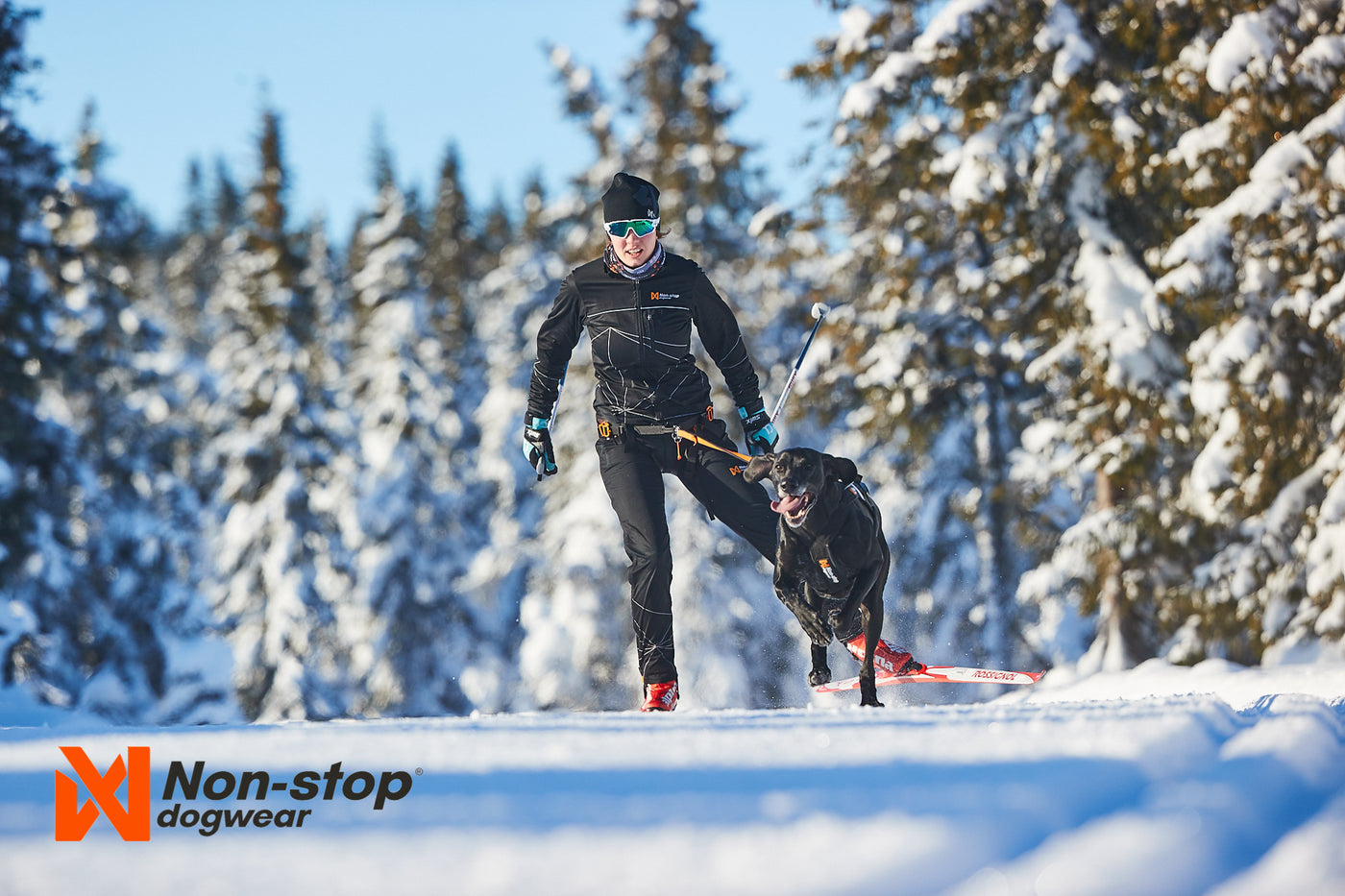 Skijoring en noruega con un greyster